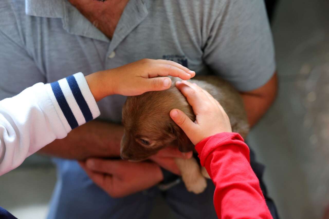 Bodrum Belediyesi’nden Sokak Hayvanlarına Şefkat Eli 4